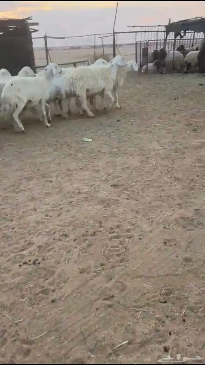 للبيع غنم حرش 3