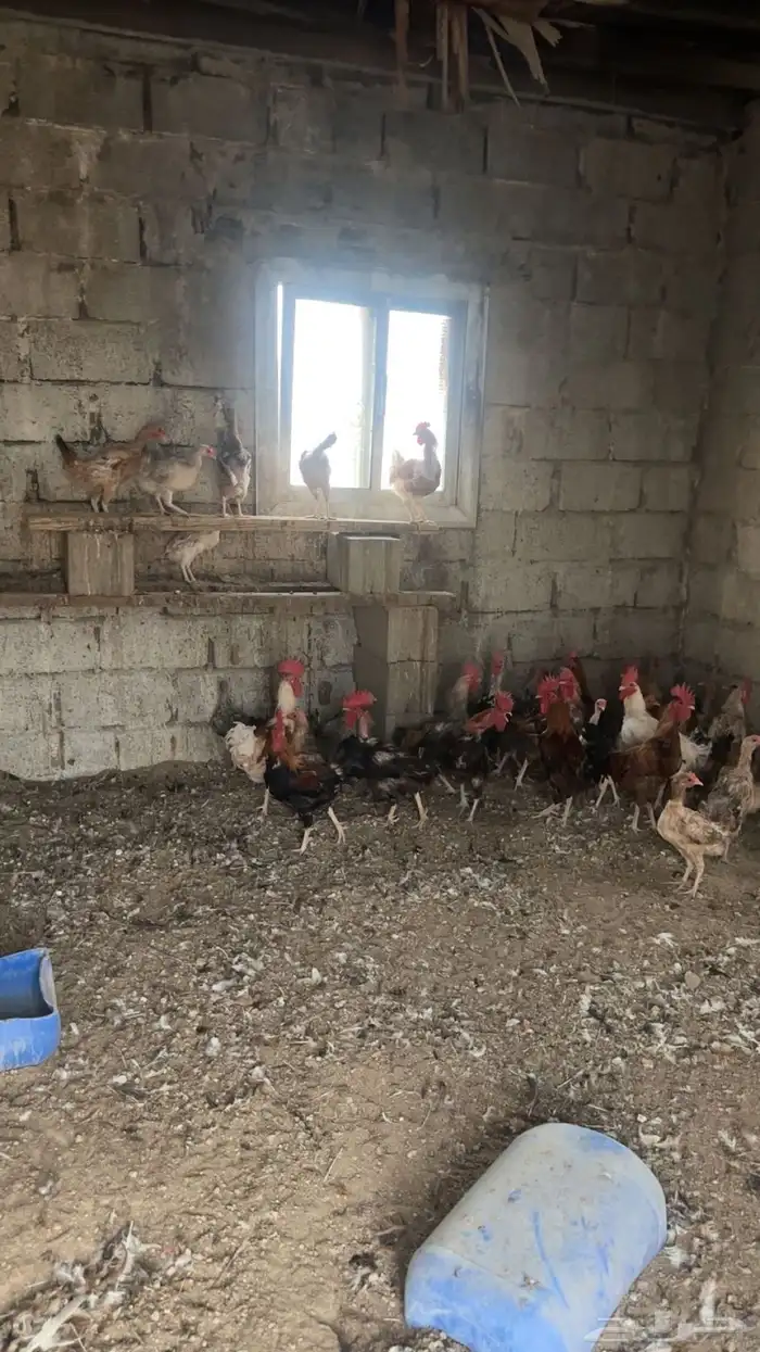 دجاج بلدي 1