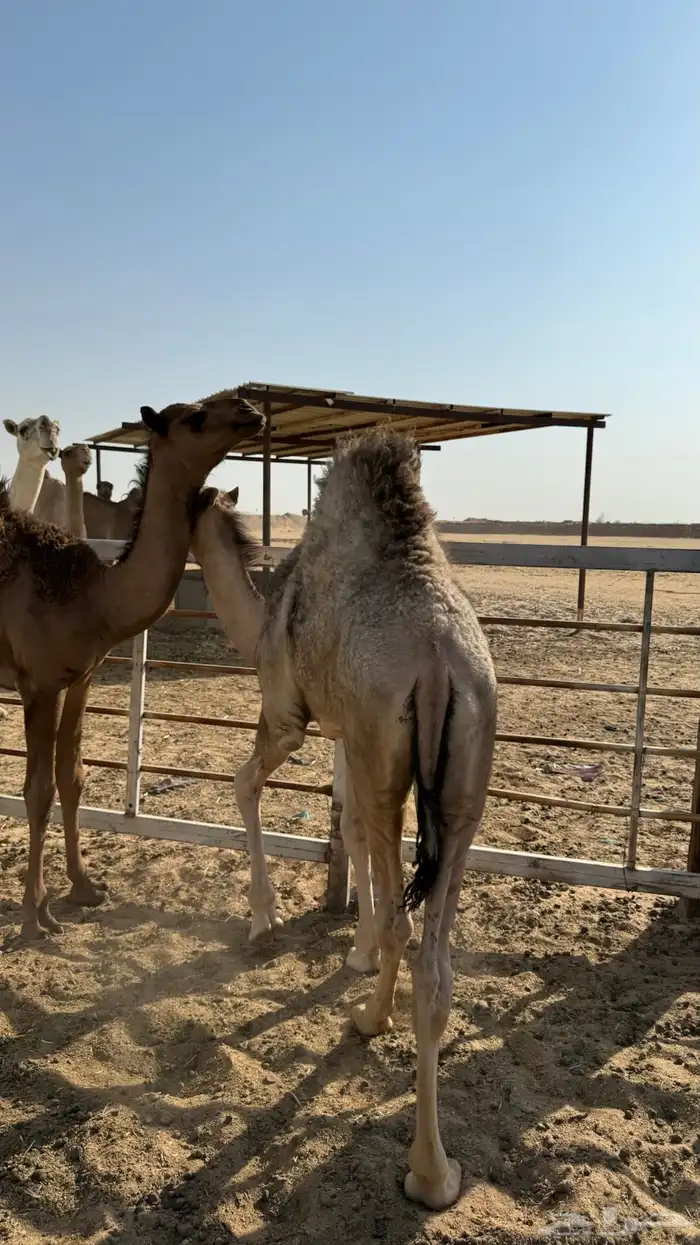قعدان لبانيه 2