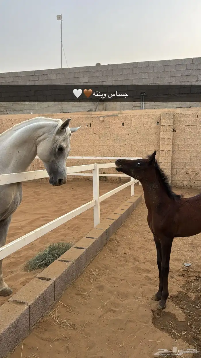 حصان مصري بيور 5