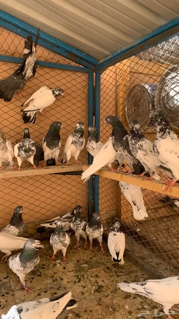 حمام باكستاني توب للبيع 0