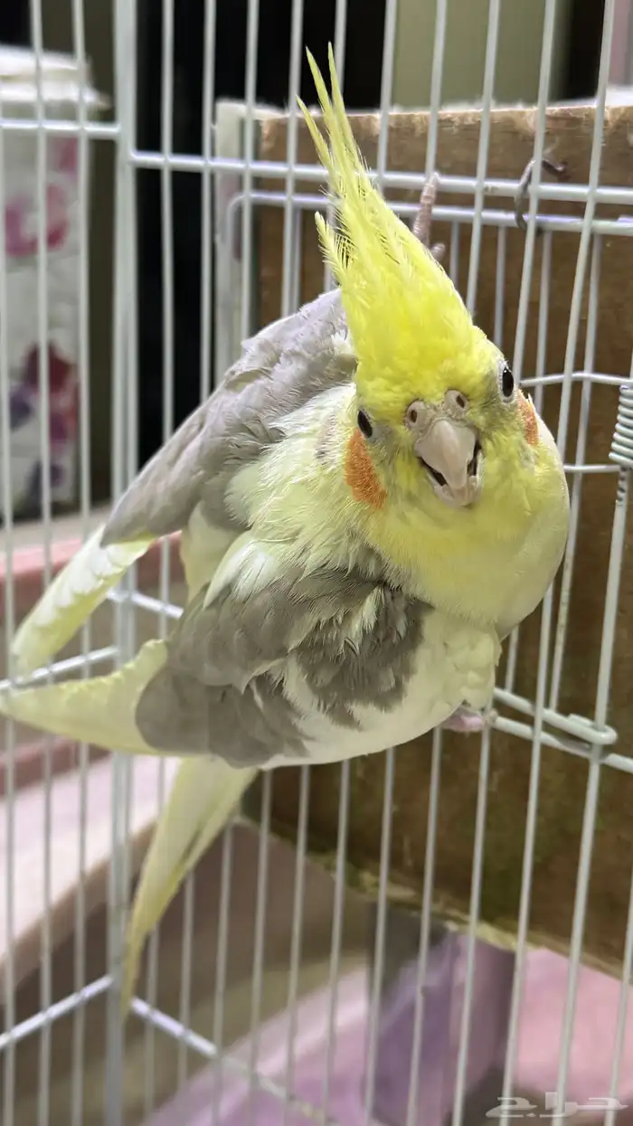 للبيع كروان زوج منتج 1