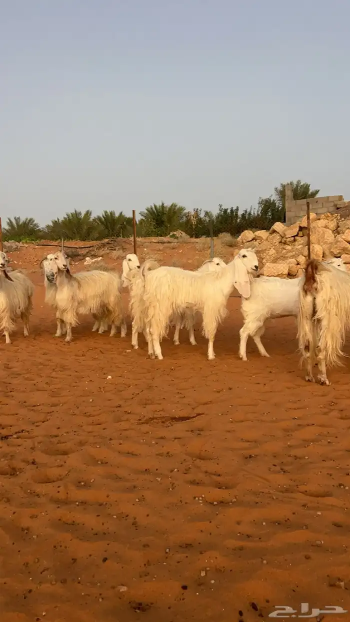 معزاء مطورات و مشاريك تم البيع 1