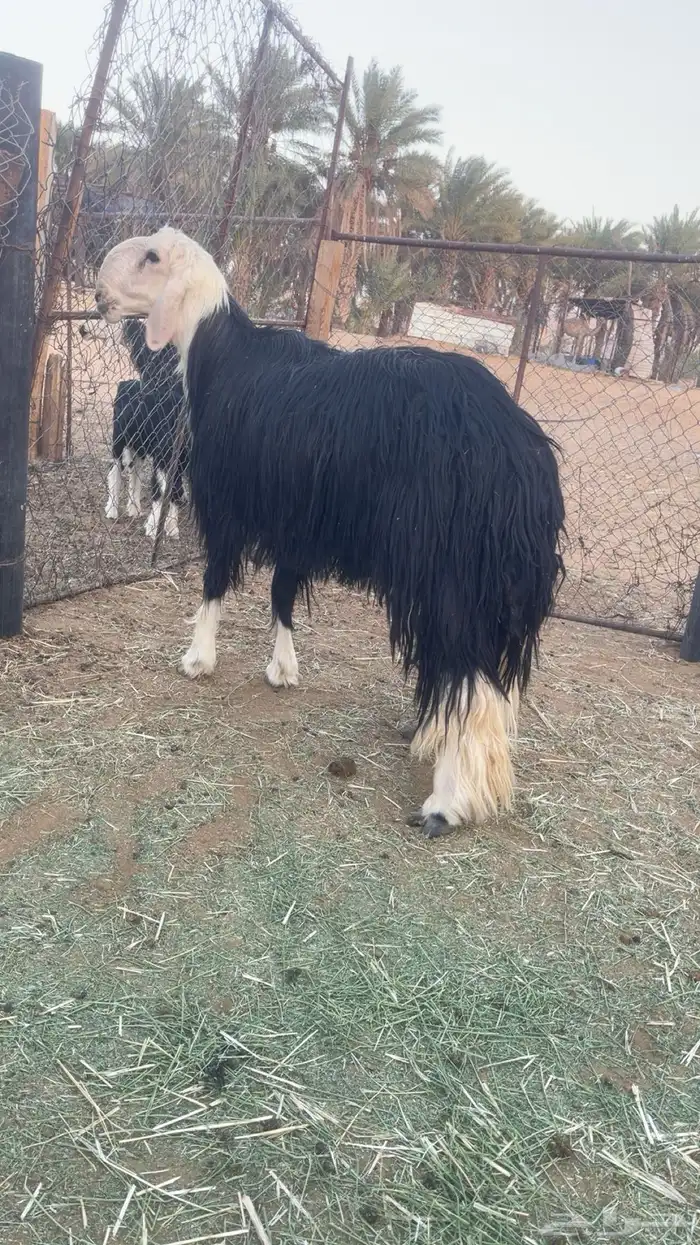 خروف صنف معرف نجدي 0