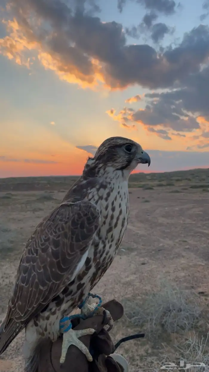 طير مفقود ببريده 1