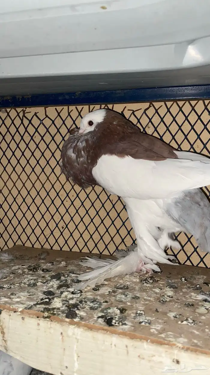 حمام نفاخ 0