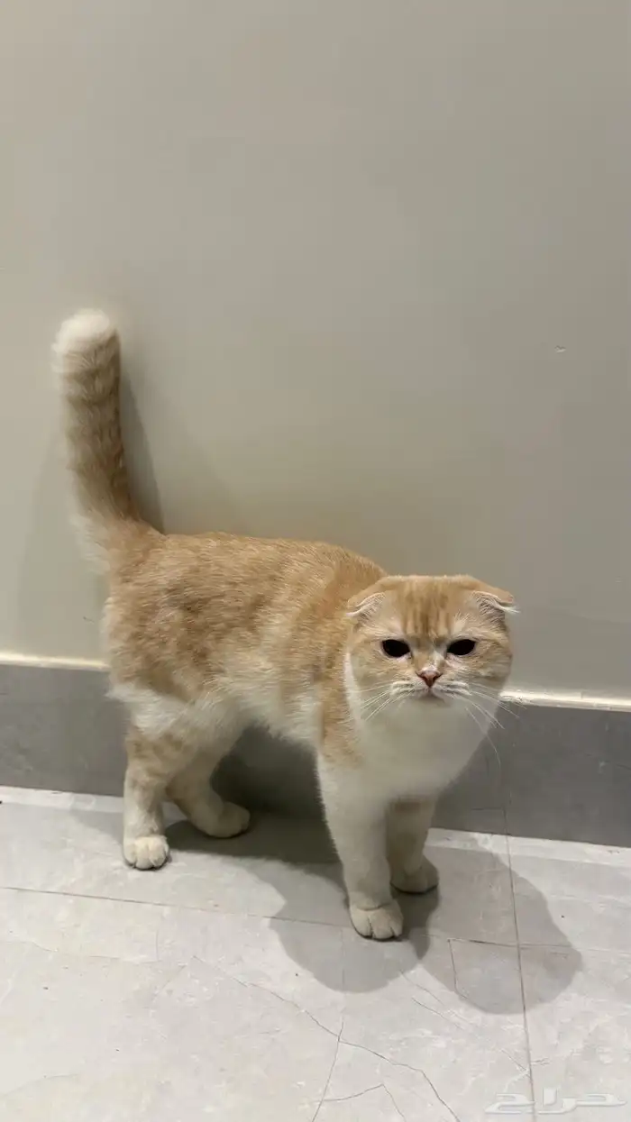 قط للبيع مع الاكل والاغراض 2