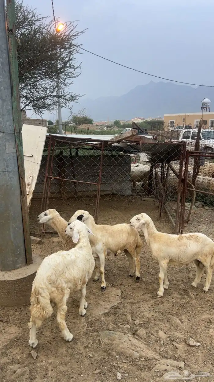 خرفان للبيع 0