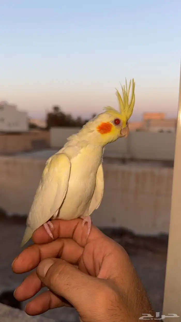 فروخ كروان 0