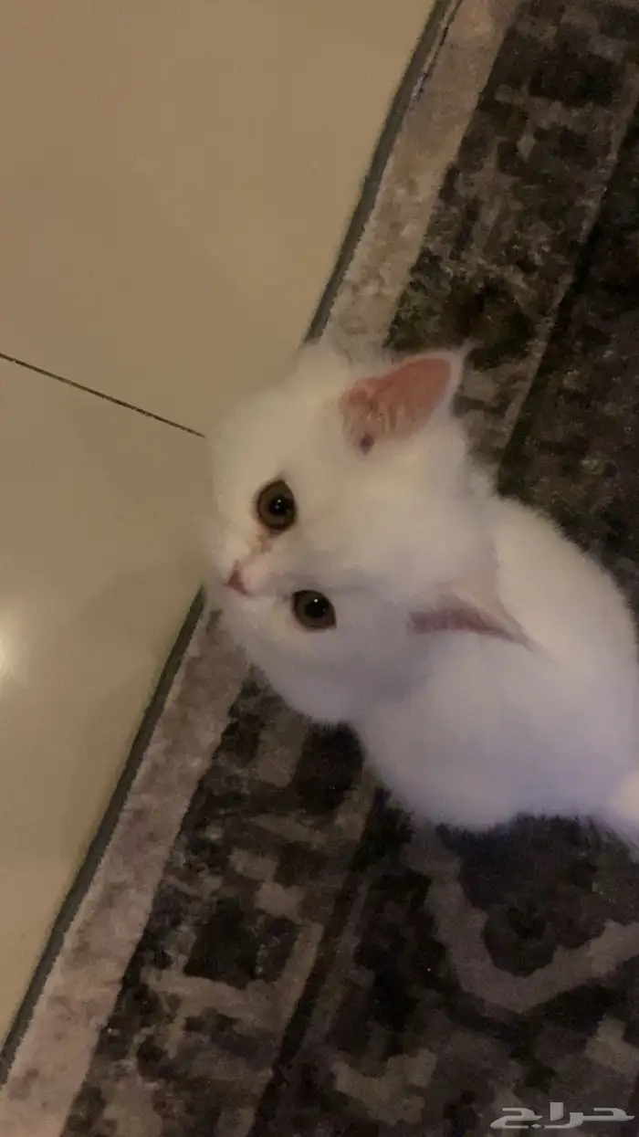قط صغير شيرازي لتبني 5