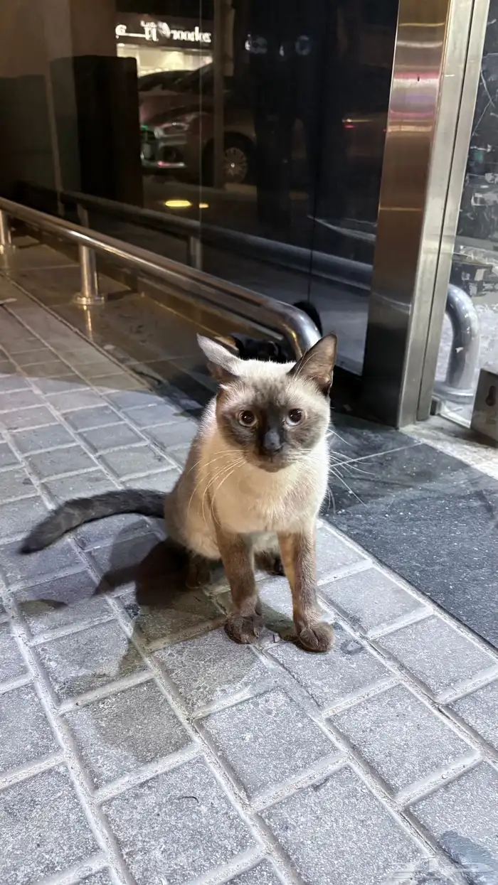 للتبني قط او قطه منزل مرمي بالشارع 1