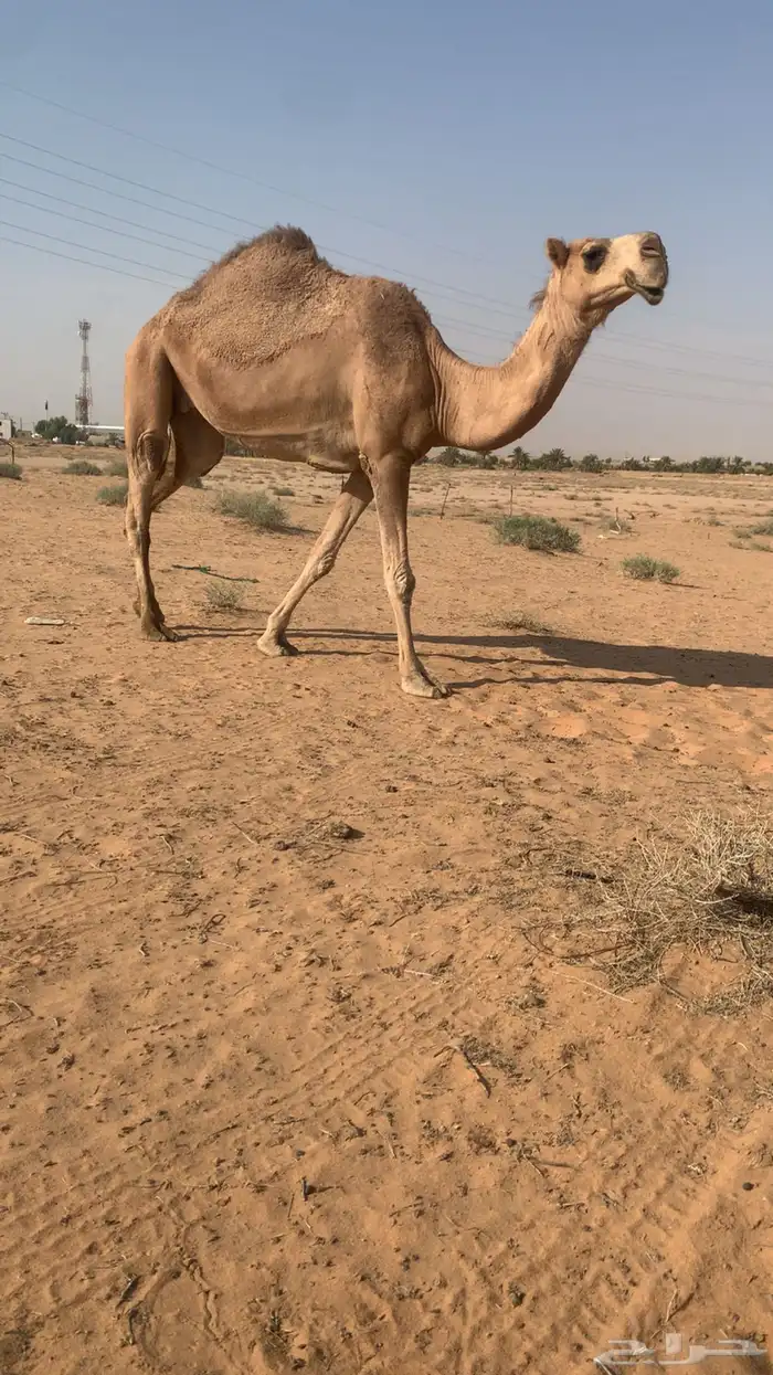 لللبع ابل عددها حول 50مع فحلها 0
