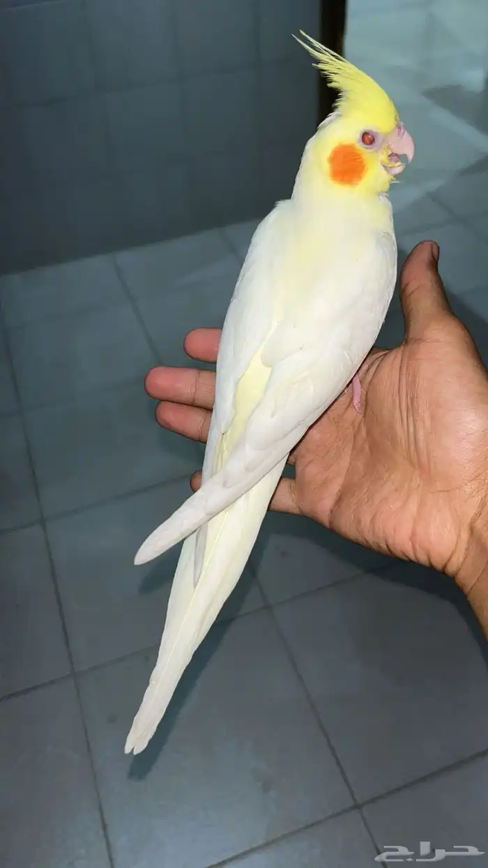 كروان ذكر هدد خارجي وداخلي 27