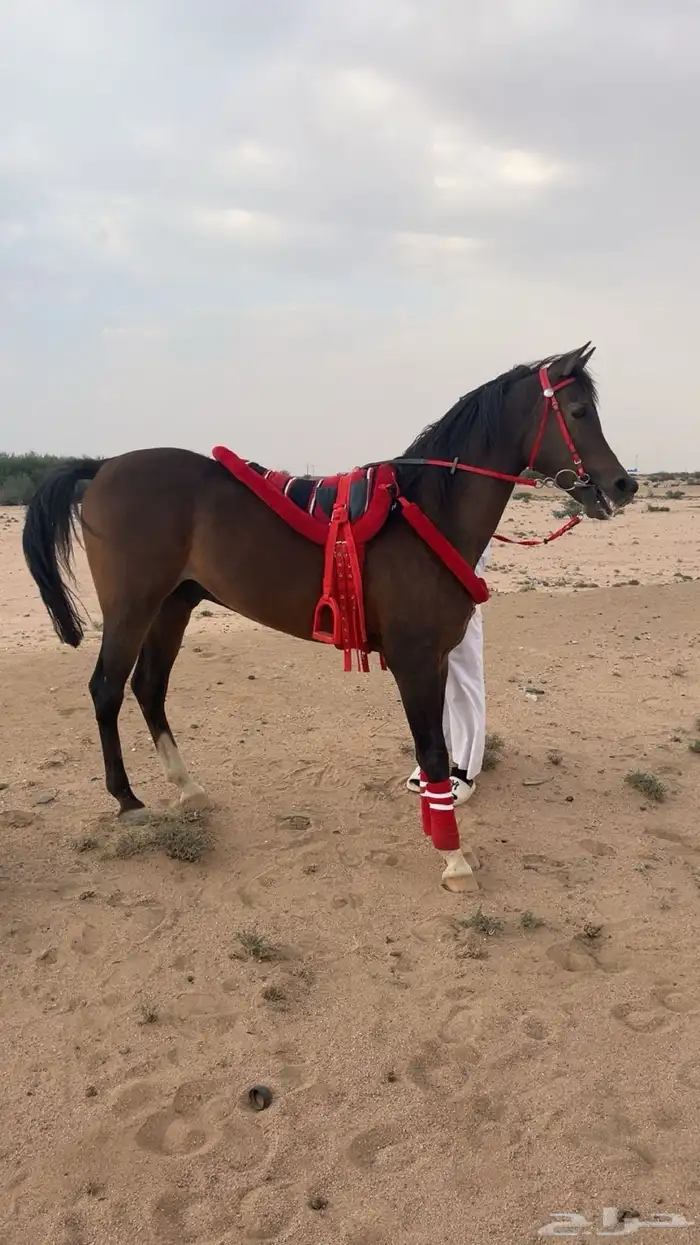 حصان شعبي بطل 0