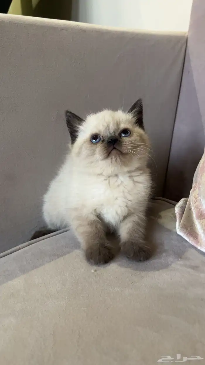 قطط صغيرة سكوتش مع هملايا 1