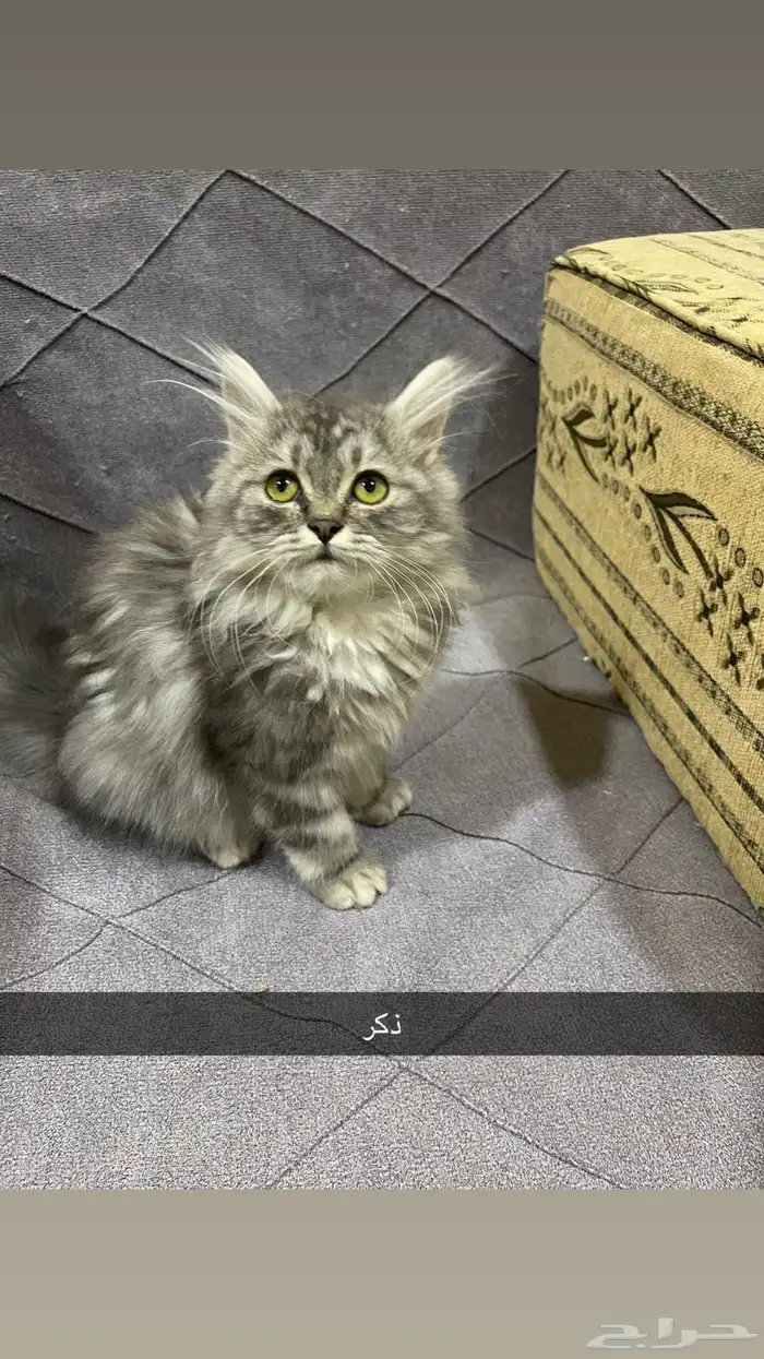 قطط للبيع 1