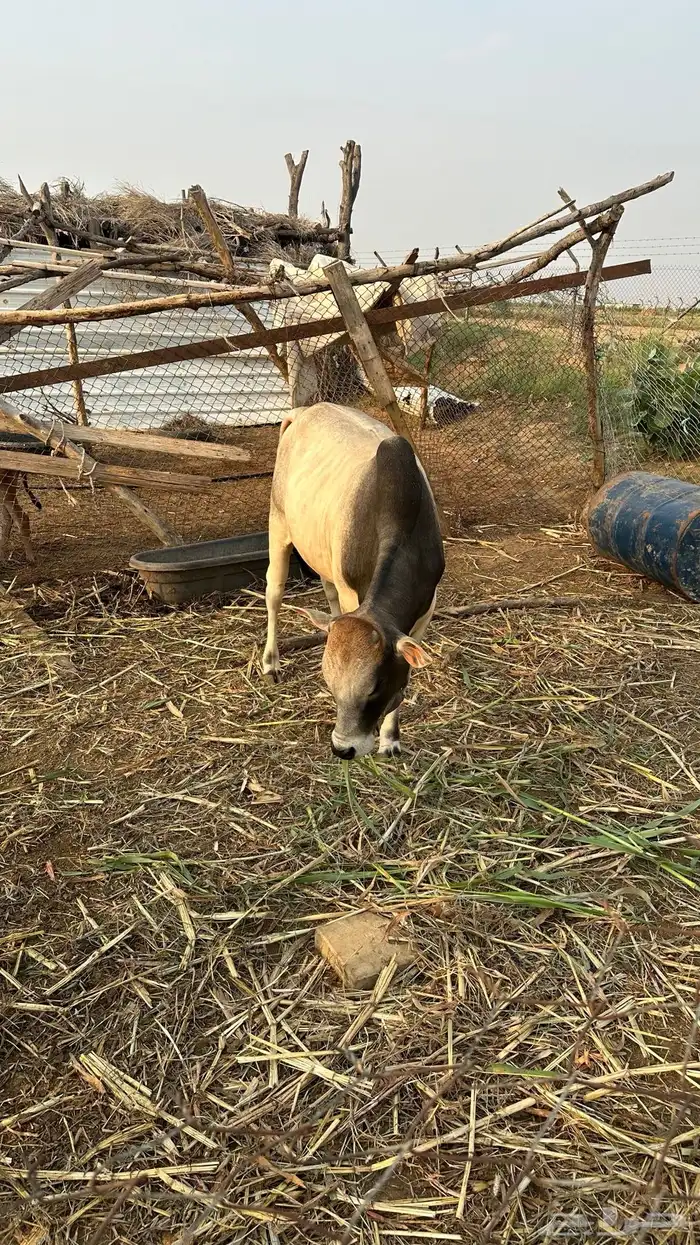 حسيل ماشالله تبارك الله 1