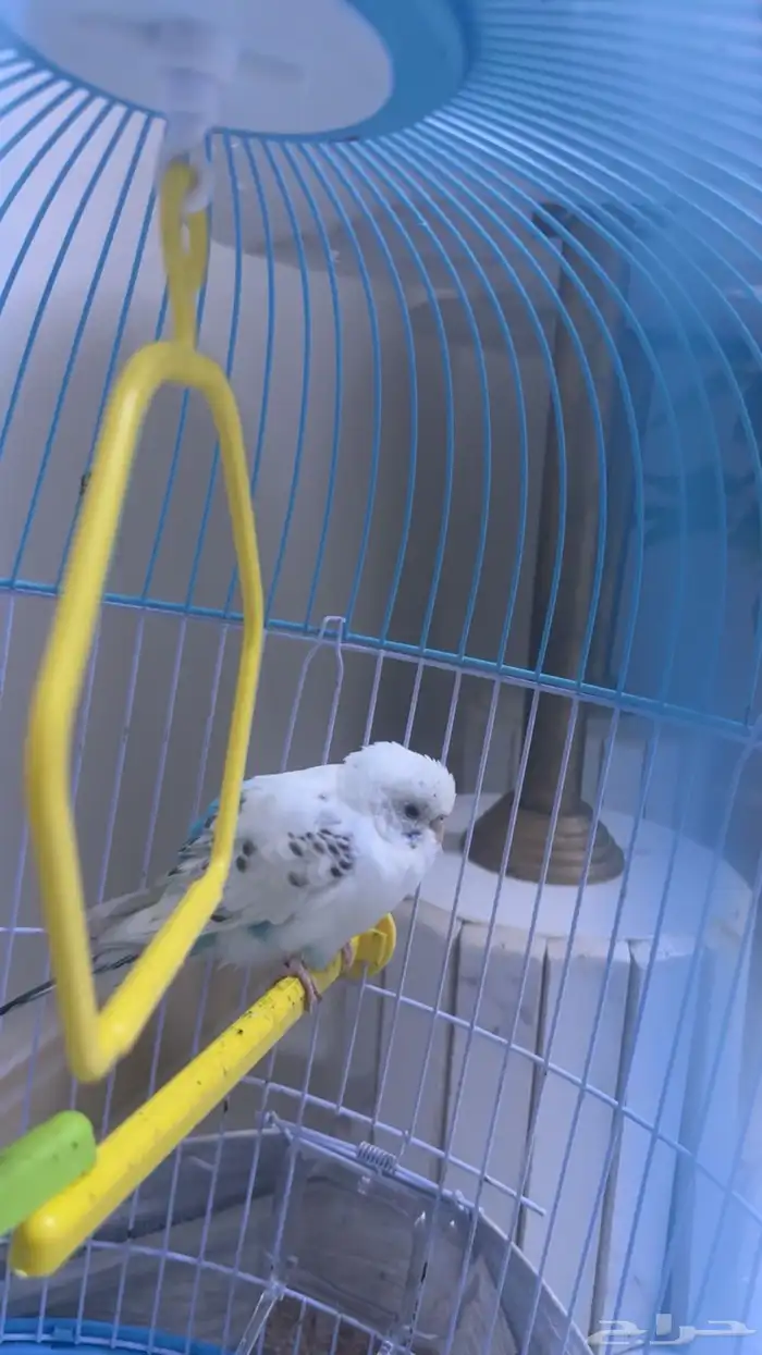 بيع طير بادجي استرالي بالمخواه 0