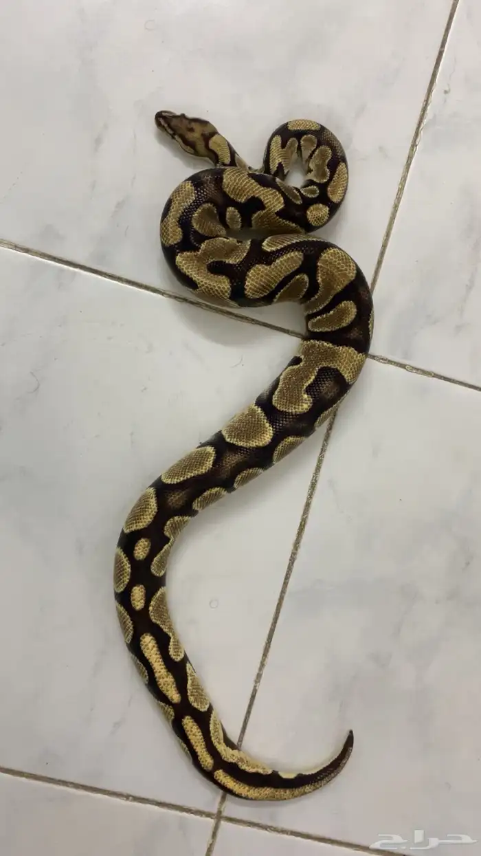يول بايثون 0