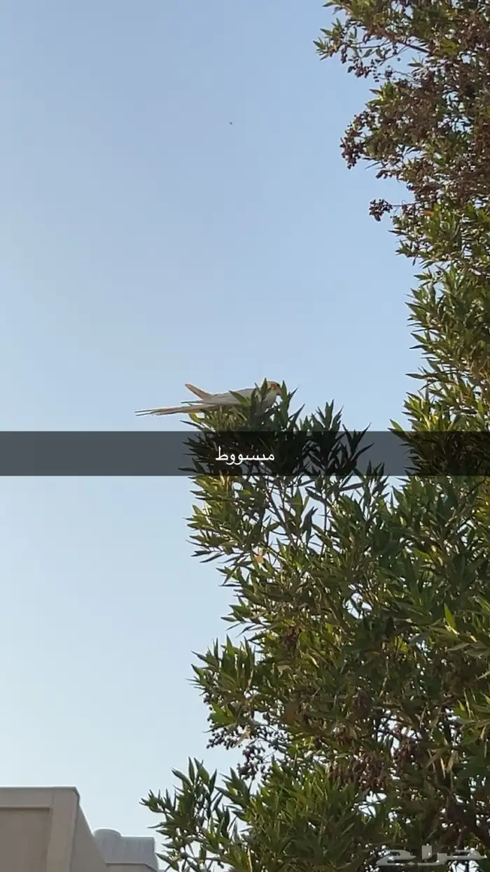 كروان ذكر هدد خارجي وداخلي 21