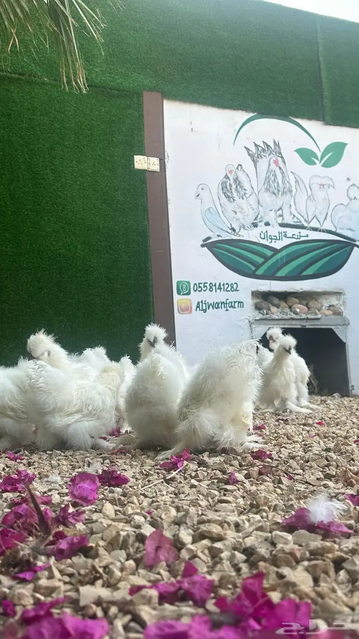 عرض اليوم الوطني ع انتاج المزرعه 7