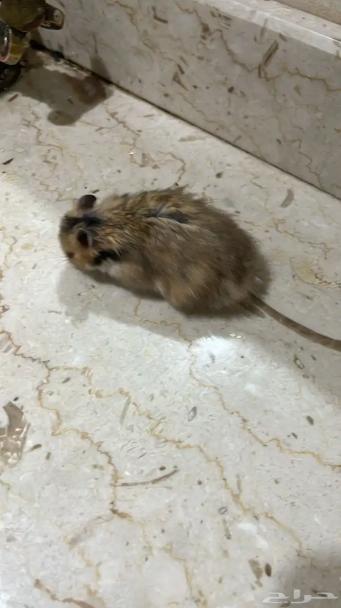 همستر للبيع شامل القفص 1
