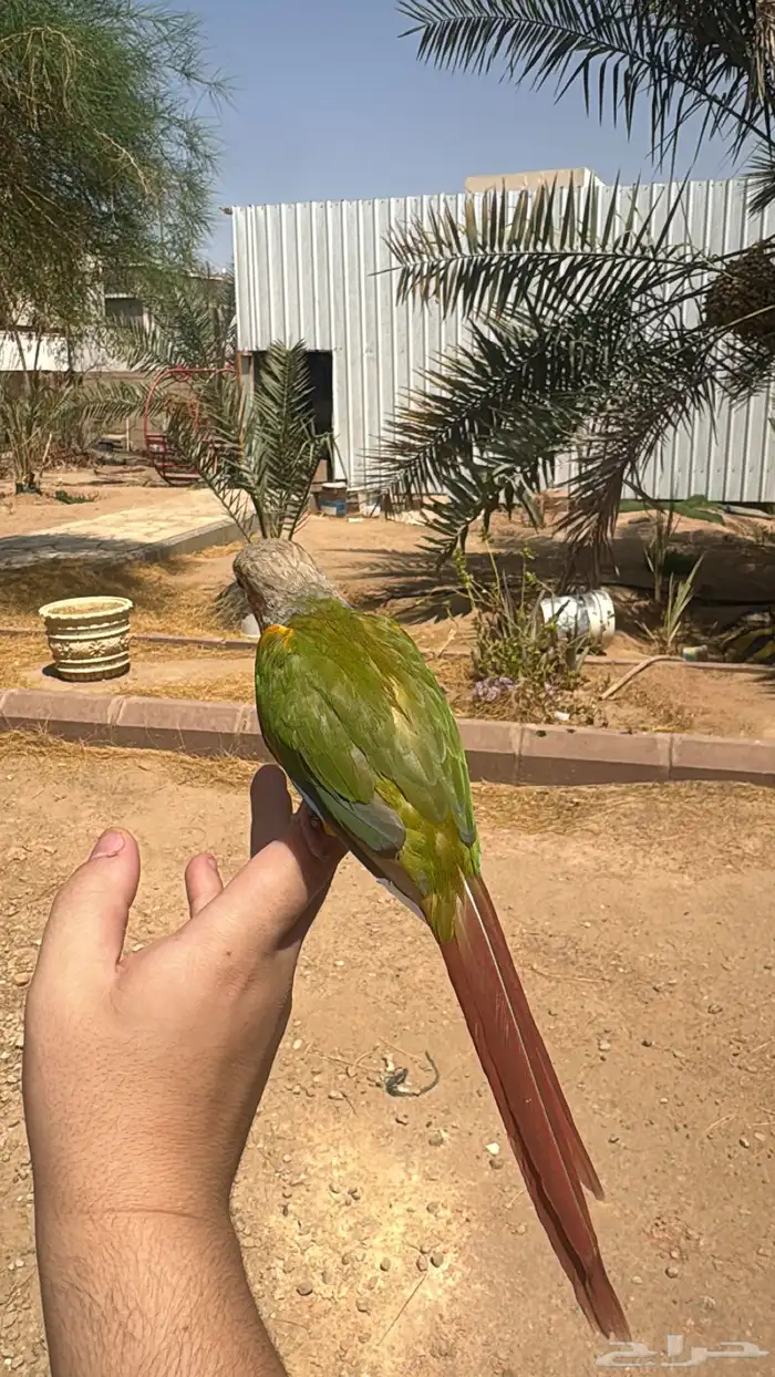 كنيور اناناس رد فاكتور 3