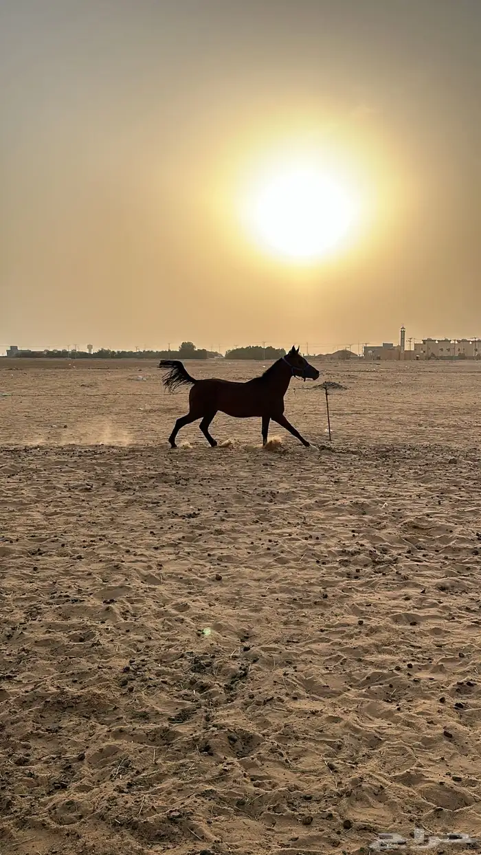 حصان للبيع 2