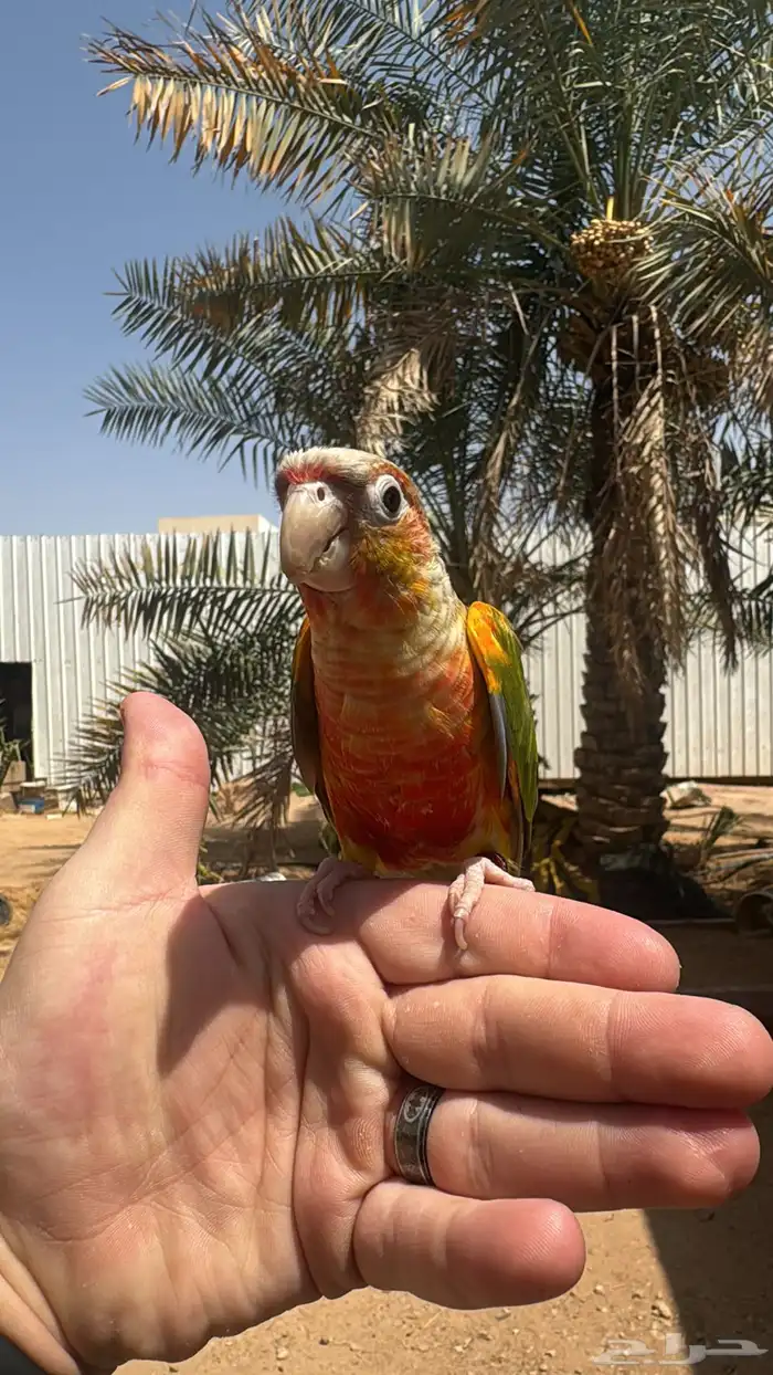 كنيور اناناس رد فاكتور 0