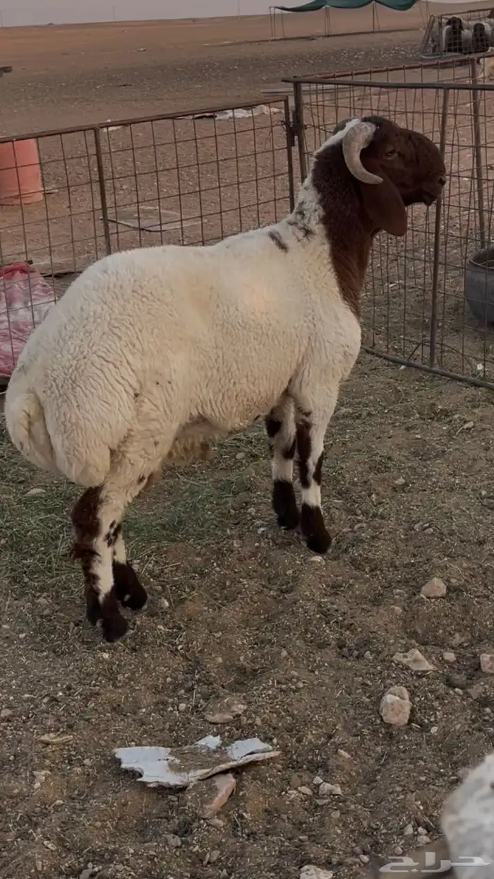 للبيع طلي فحل 1