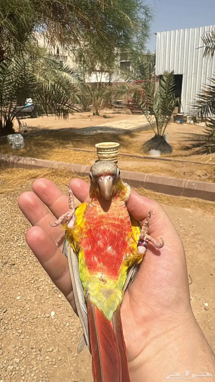 كنيور اناناس رد فاكتور 2