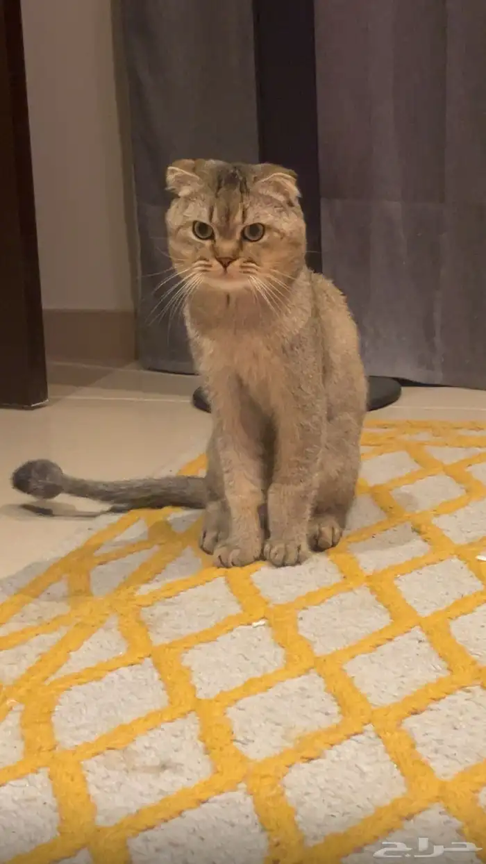 قطط للتبني 1