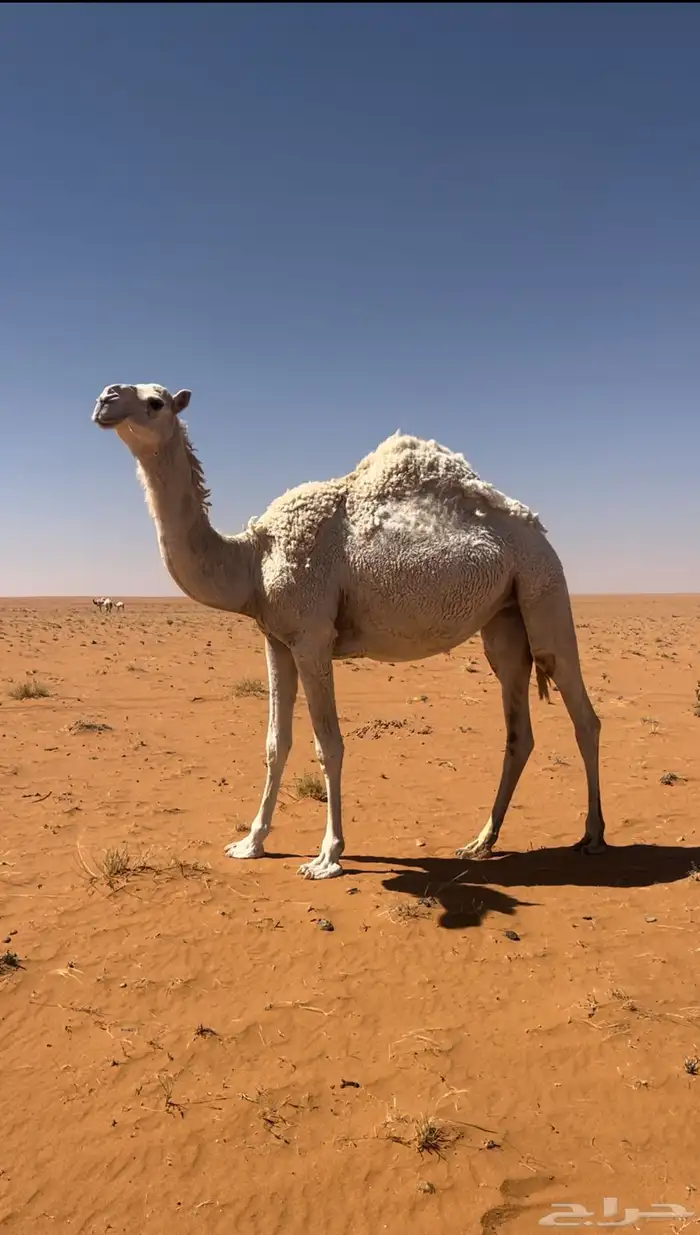 بكره باتليه 0