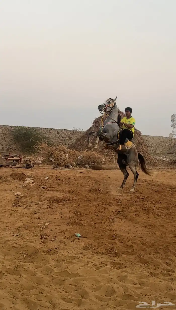 حصان شعبي 2