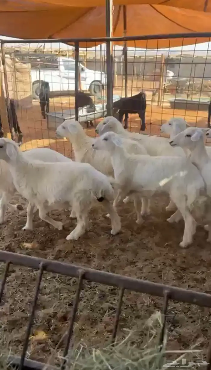 بهم حري 1