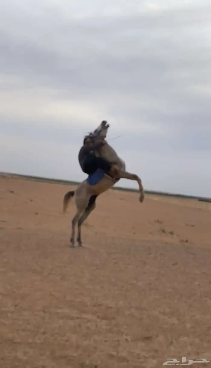حصان واهو 3