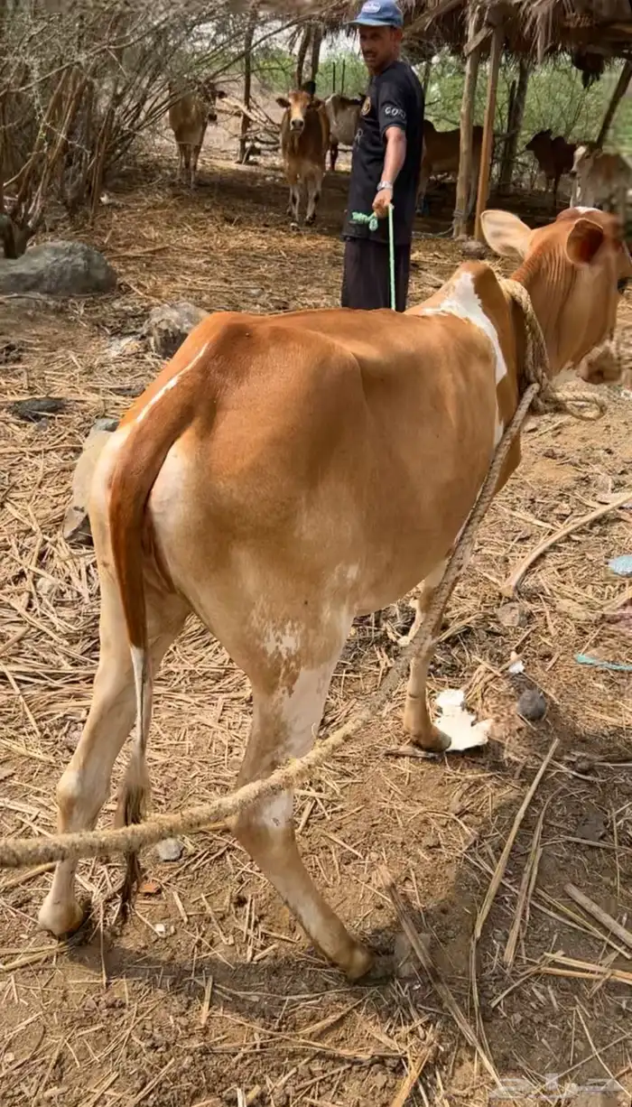 بقره لبيع 0