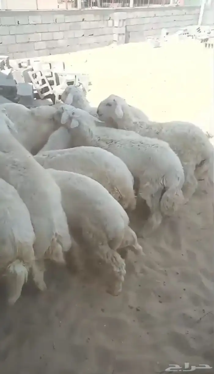 عرض خاص بمناسبة اليوم الوطني .. طليان حريه 0
