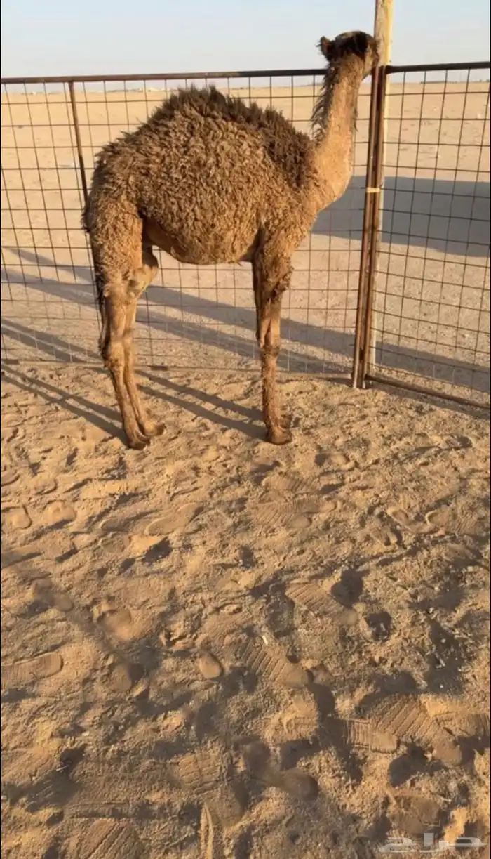 قعدان تربيه 1
