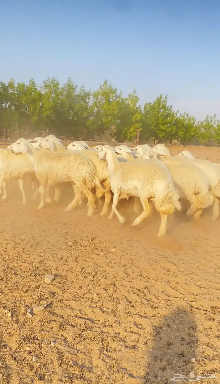 غنم رخال حريات جذعات صنف العدد 21 9
