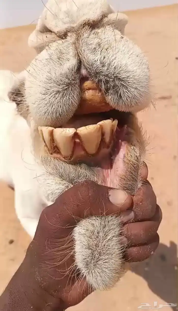 للبيع عشراء وضحاء تحتها بكره طيبه عمرها 6 شهور وفوق 6