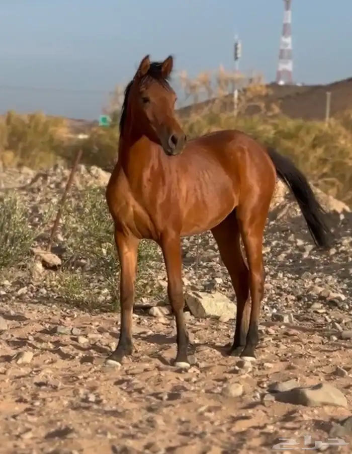 مهره عربيه اصيلة حفيدة مروان الشقب 2