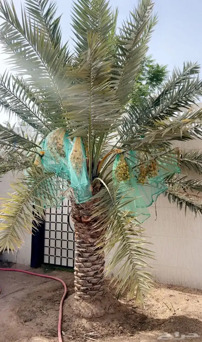 نخل للبيع 0