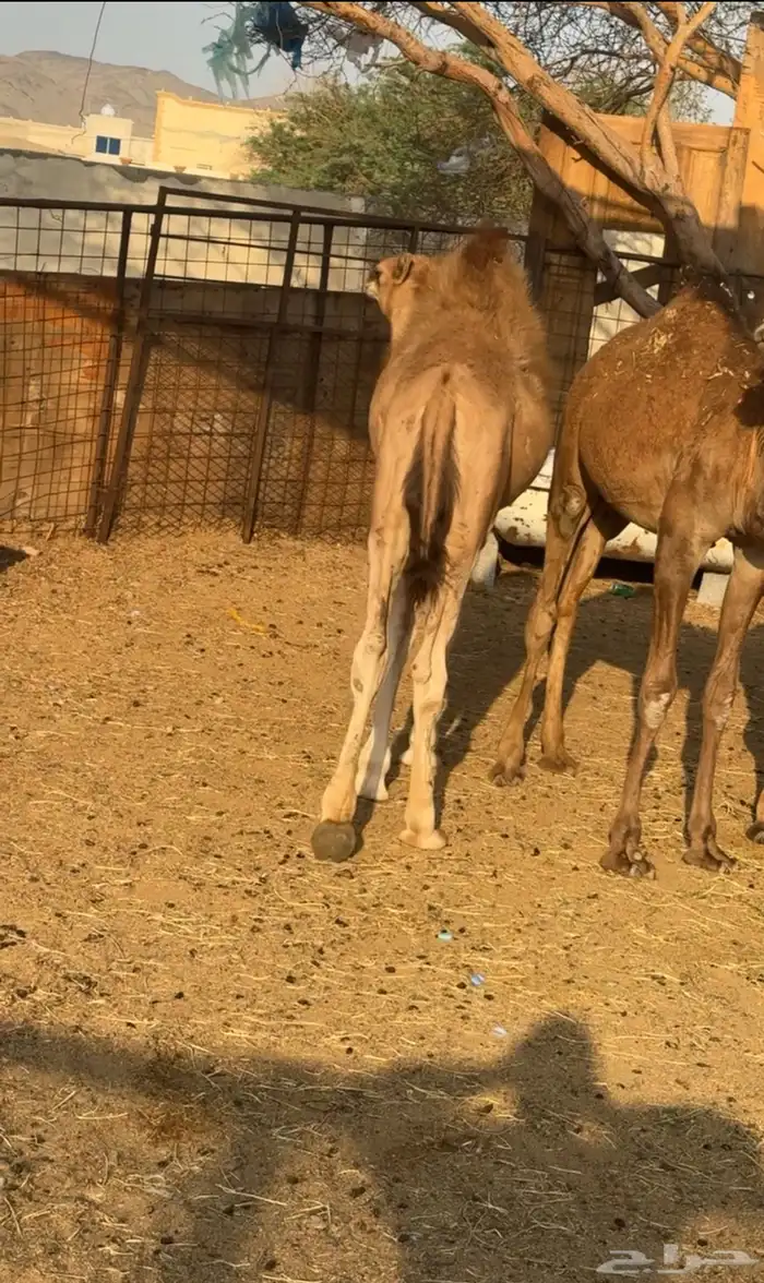 قعودين وبكره العمر سبعه اشهر 5