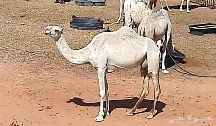 للبيع ناقه وضح ضريبه 0