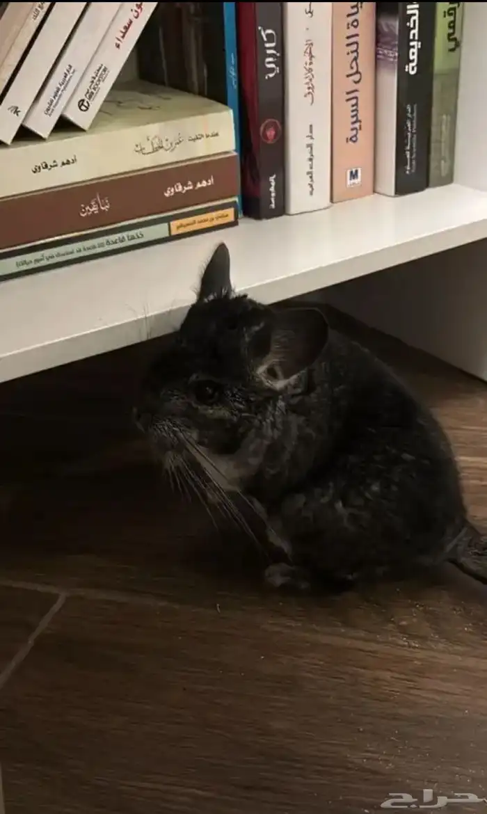 انثى شنشيلا 0