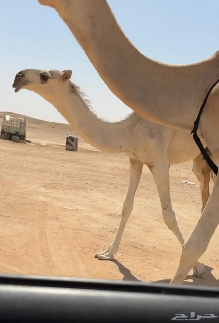 عشرا منتج 1