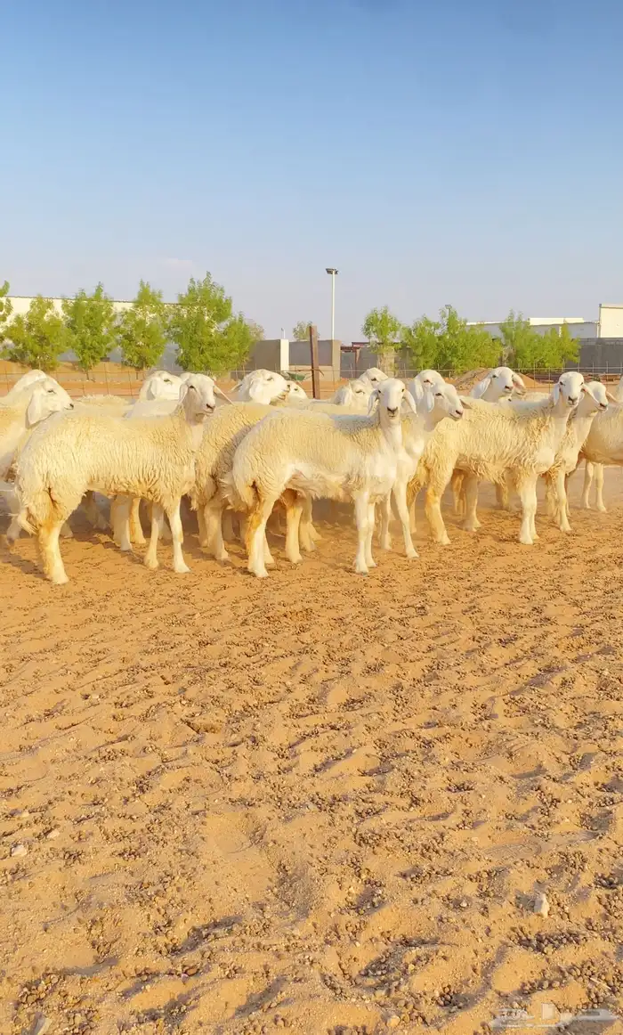 غنم رخال حريات جذعات صنف العدد 21 5
