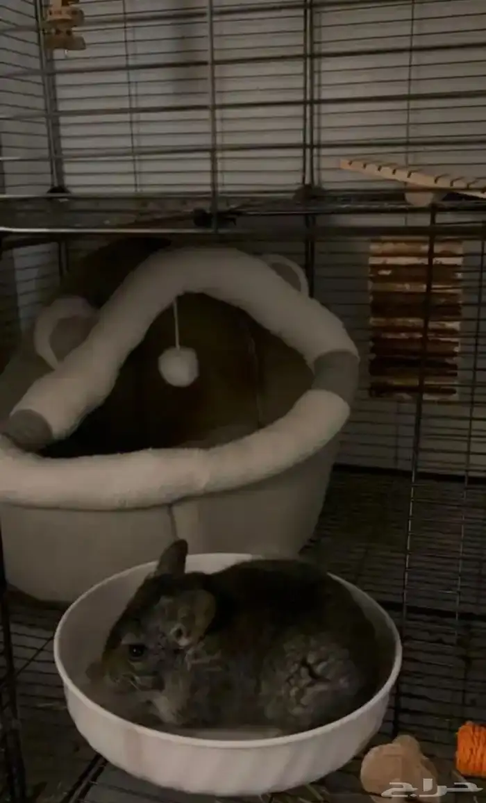 انثى شنشيلا 3