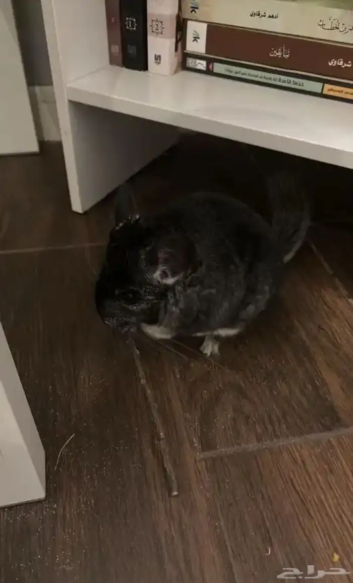 انثى شنشيلا 1